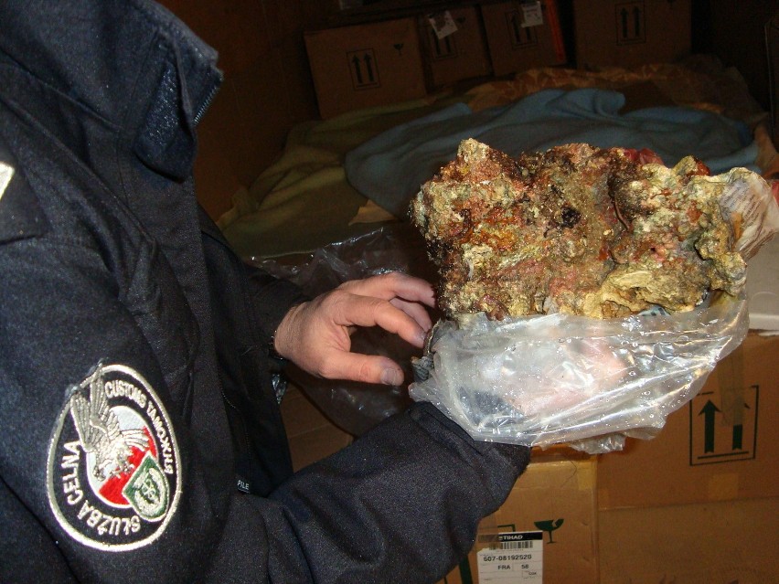 Hrebenne: Chcieli wywieźć na Ukrainę 750 kg żywej rafy koralowej (FOTO)