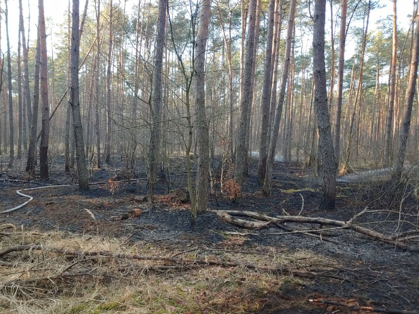 Miedzichowo. Spłonęło około 12 arów lasu. Nadleśnictwo Bolewice podejrzewa, że przyczyną jest podpalenie