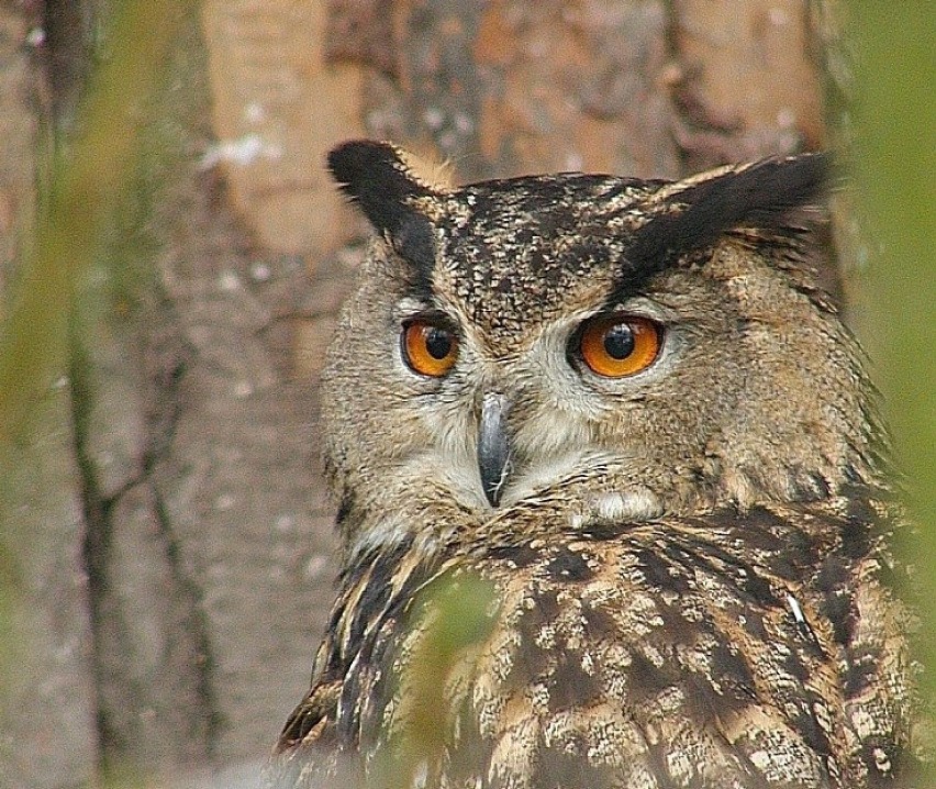 Prawie dwadzieścia lat temu ZOO w Łodzi było pełne...