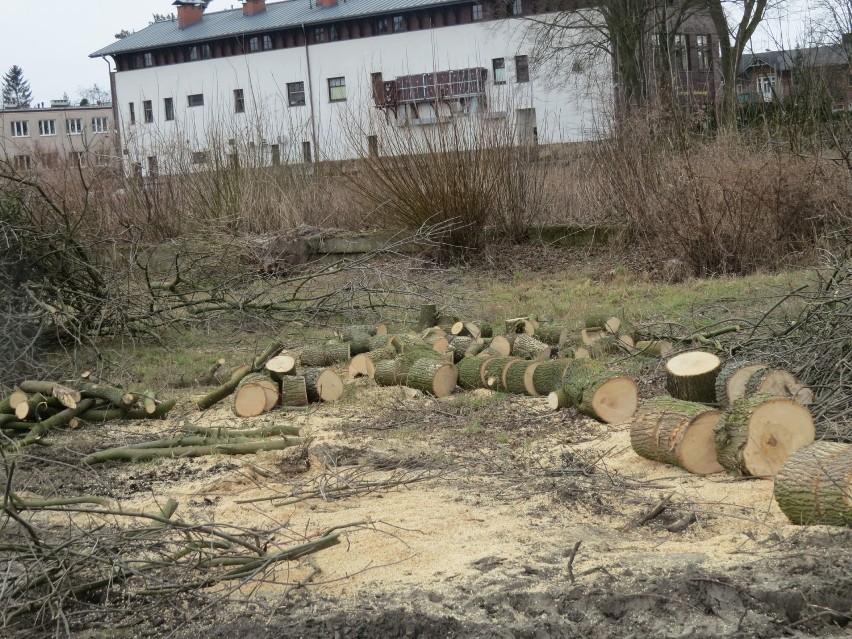 W centrum Ciechocinka ubyło drzew. Na prywatnej posesji u...