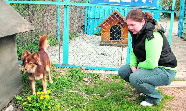 Tego rudobrązowego kundelka Marcelina Choroba, wolontariuszka "Cichego Kąta" znalazła w środę przywiązanego do bramy azylu. Takim zwierzętom pomaga stowarzyszenie.