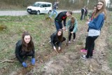 Lasy pełne energii - uczniowie z I LO w Tomaszowie Maz. posadzili 6 tys. drzewek
