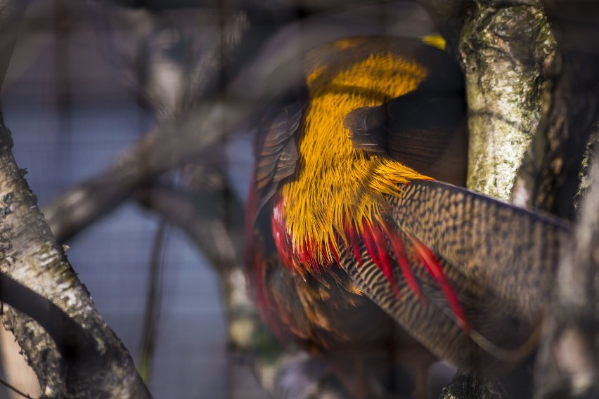 ZOO w Warszawie. Tak wygląda stołeczne safari. Niesamowite zdjęcia mieszkańców warszawskiego ZOO