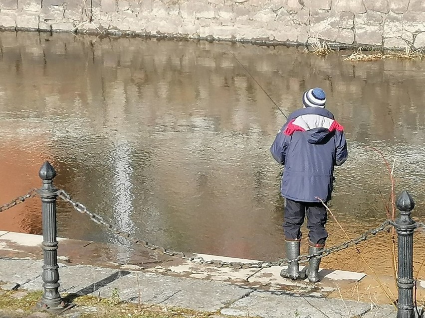 Wędkowanie w samym centrum Goleniowa. Tłok nad Iną