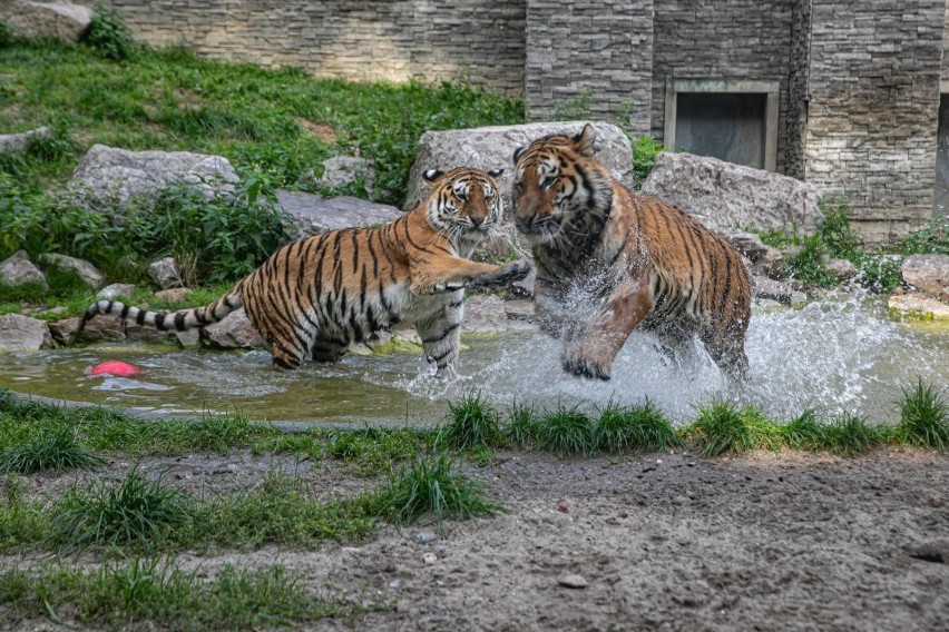 Wodne szaleństwa tygrysów. Mieszkańcy krakowskiego zoo wygrzewali się we wrześniowym słońcu. I mieli tłumy gości! [ZDJĘCIA]