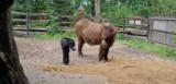 Zoo w Płocku ma nową mieszkankę. Chodzi o najrzadszy na świecie gatunek osła