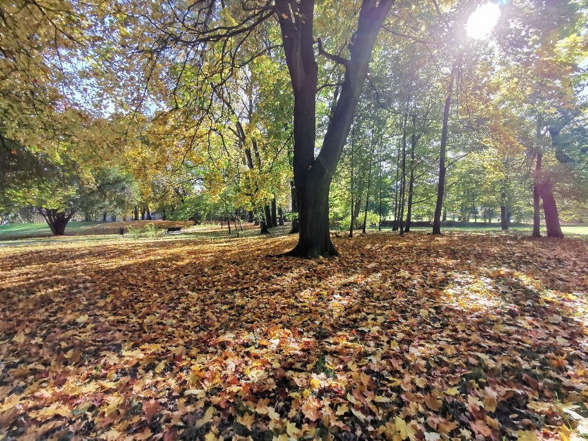 Jesień w parku w Kościelcu w Chrzanowie