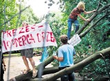 Spór o wycinkę drzew przy Piotrkowskiej. SM Śródmieście ma oddać deweloperowi miliony zaliczki