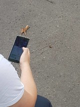 Pokemon Go podbija Śląsk. Będzie wspólne łapanie pokemonów