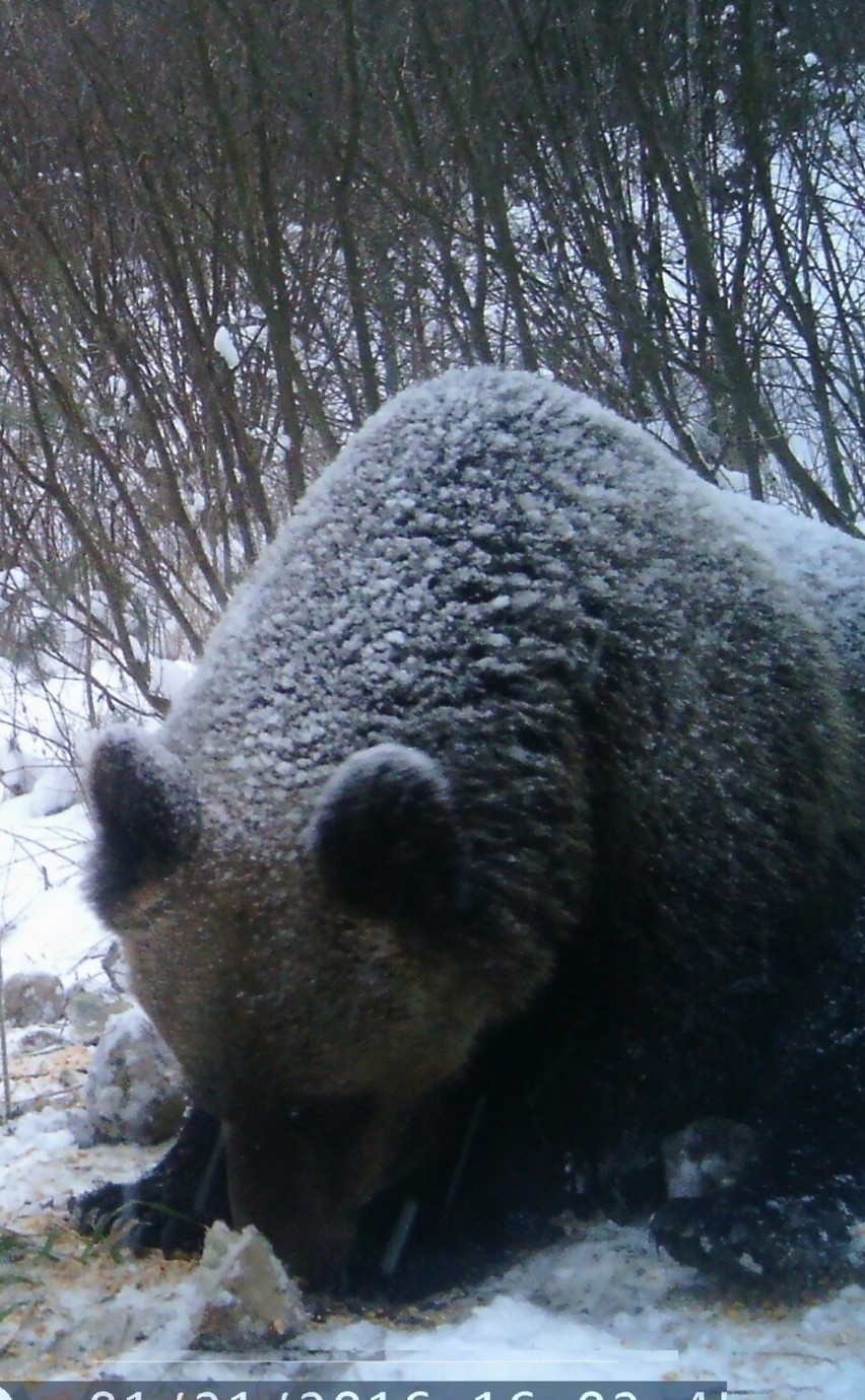 W Bieszczadach żyje około 200 niedźwiedzi