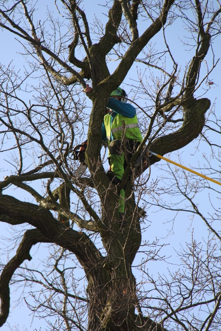 W gminie Pruszcz Gdański wiosenne porządki - cięcia drzew, czyszczenie budek dla ptaków