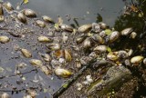 Poznań: Setki martwych małży w Rusałce. Zabiły je zanieczyszczenia?