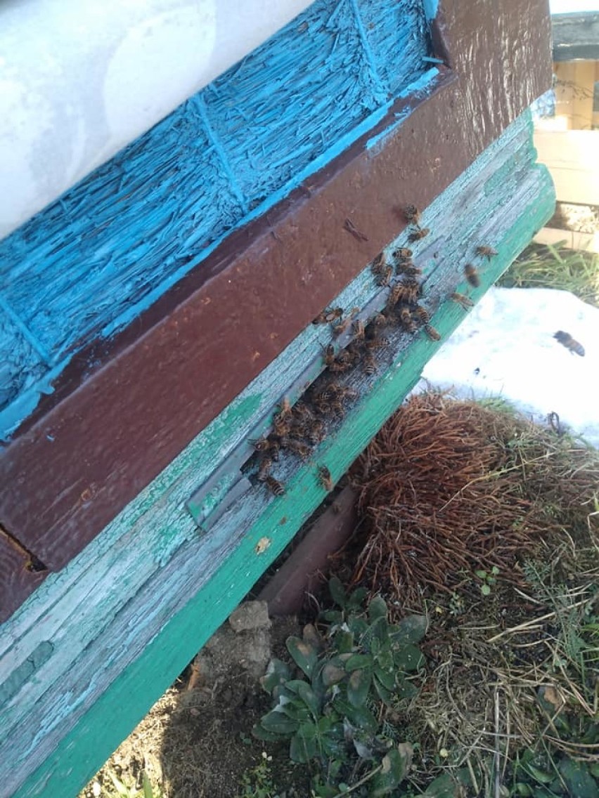 W Szczecinku obudziły się pszczoły. Niechybnie idzie wiosna [zdjęcia]