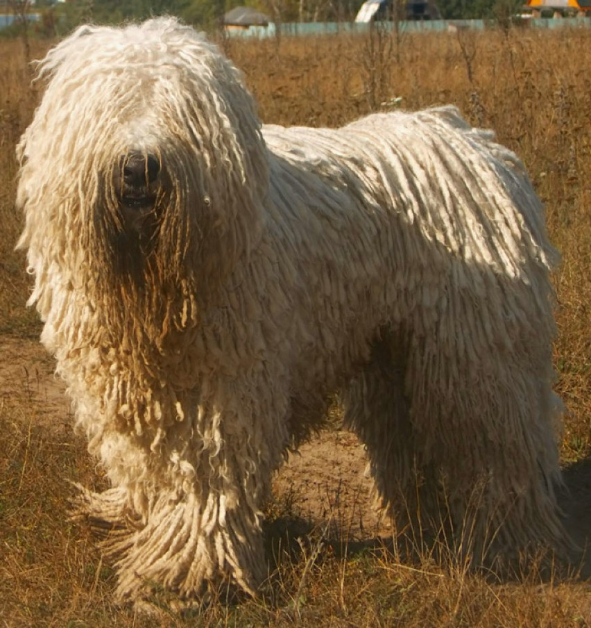 Komondor...