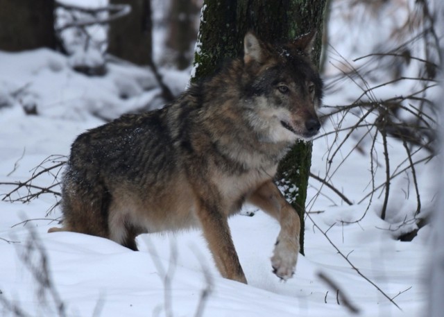Policja szuka sprawcy śmiertelnego postrzelenia wilka z Roztocza