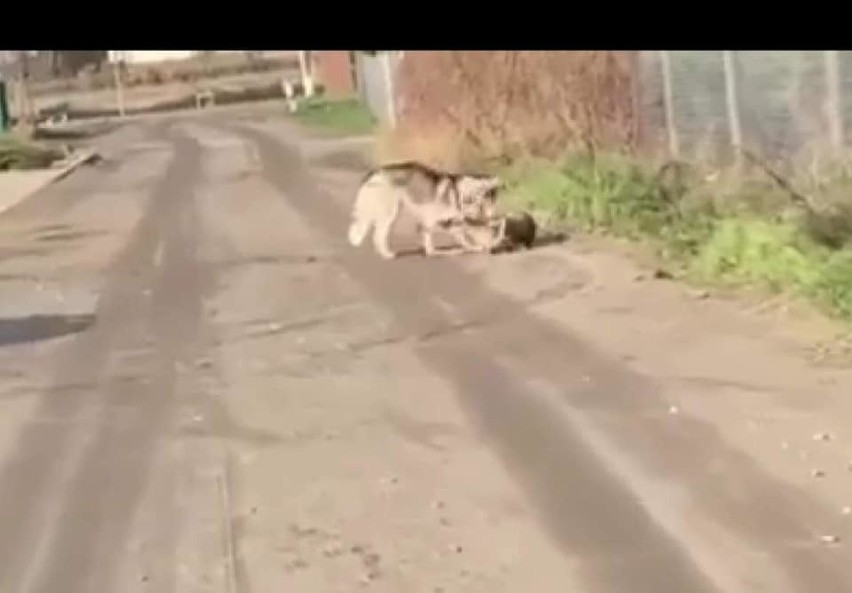 Pies zagryzł jelonka na ul. Leśmiana. Może być niebezpieczny dla ludzi! [DRASTYCZNE NAGRANIE]