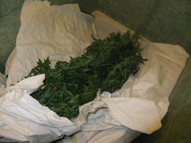 Nielegalna plantacja marihuany. Policja odkryła narkotyki na Żuławach