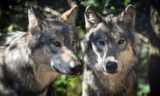 Coraz więcej wilków w Kujawsko-Pomorskiem. Jest nowe stanowisko Dyrektora Ochrony Środowiska w tej sprawie