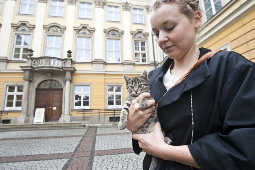 Kot znalazł dom w Pałacu Królewskim we Wrocławiu
