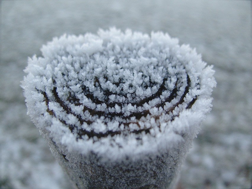 Czarny Dunajec (pow. nowotarski) -29,6°C (godz. 24)