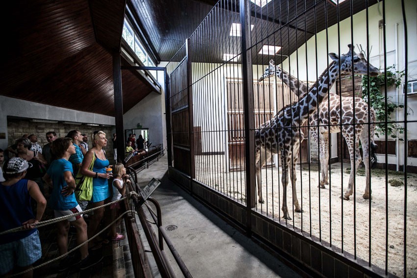 Łodzianie w weekend oglądali nowe żyrafy w zoo