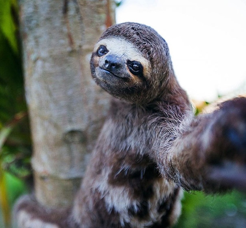 Najśmieszniejsze zwierzęta, które zrobiły sobie selfie. Jest...