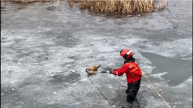 Lis uwięziony w zbiorniku wodnym.