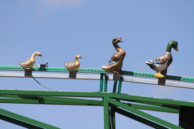 Kaczki nad mostem w Złotowie
