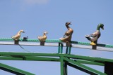 Kaczki nad mostem w Złotowie