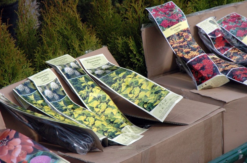 Wiosenne Targi Ogrodnicze Strzelino: Blisko 150 wystawców podczas Targów Ogrodniczych [FOTO]