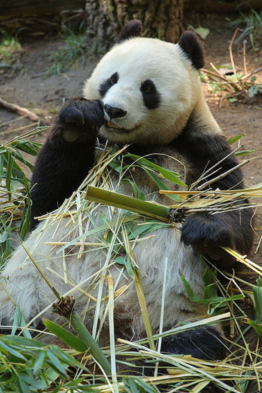 Panda jest jednym z najbardziej zagrożonych wyginięciem...
