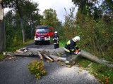 Sprzątanie po wietrzym dniu. Strażacy mieli ręce pełne roboty (ZDJĘCIA)