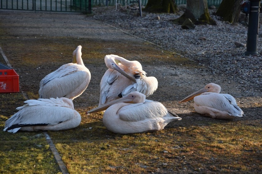 Pelikany różowe w wejherowskim parku. Nowi mieszkańcy wzbogacili lokalną faunę| ZDJĘCIA