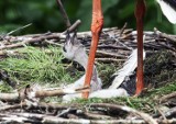 Narodziny w Zoo Parku Wrocławskiego [ZDJĘCIA] 