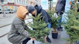 Ekologiczne drzewko czeka na mieszkańców Kielc. Na placu Artystów można zdobyć darmową choinkę