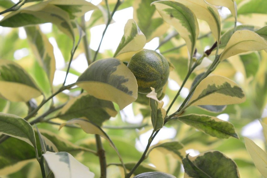 Kwidzynianie w Ogrodzie Botanicznym PAN