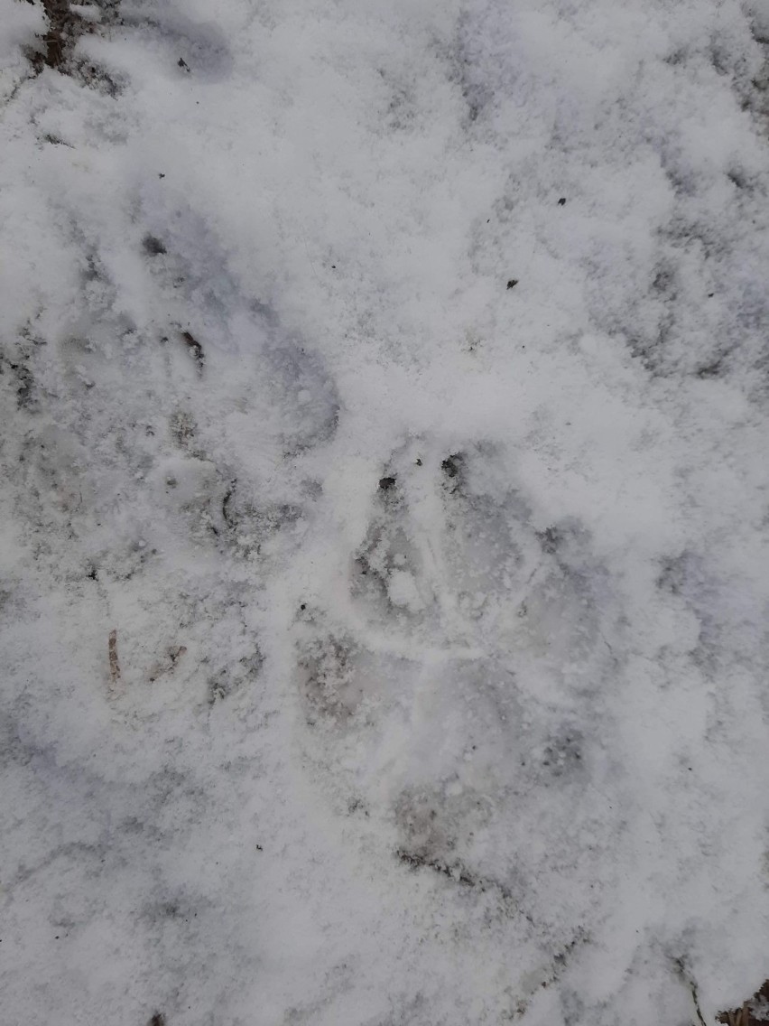 Zagryziona sarna w pobliżu pałacu w Wełnie. Wilki w powiecie obornickim