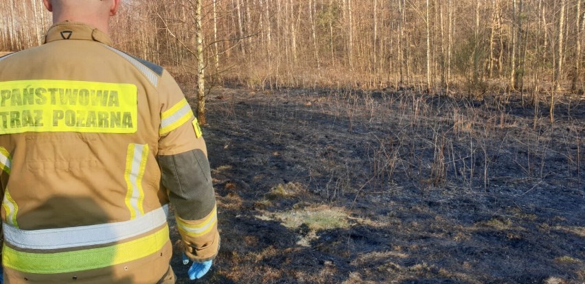 Śmierć w pożarze suchych traw w gminie Masłowice. Na polu w okolicach Chełma znaleziono ciało mężczyzny