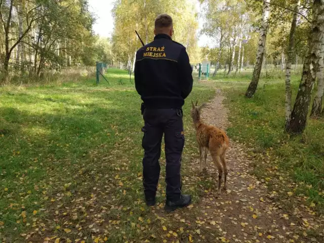 Strażnicy miejscy coraz częściej udzielają pomocy dzikim zwierzętom!