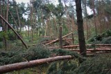 Wichura w powiecie kwidzyńskim. Leśnicy usuwają skutki nawałnicy [ZDJĘCIA]