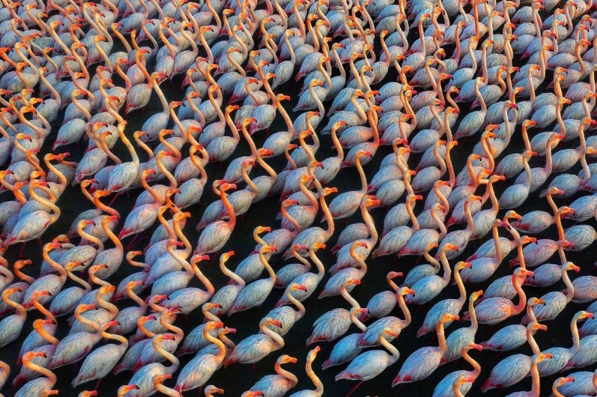 Na tym zdjęciu uchwycono śpiące flamingi, które dla...