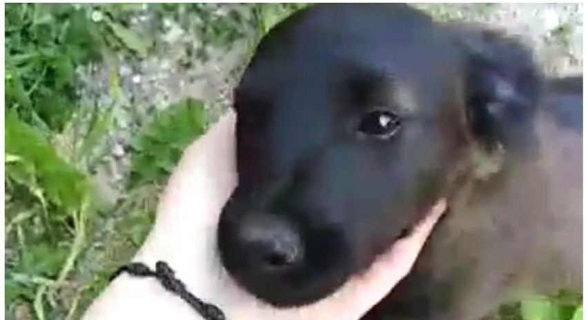 Gmina Miastko. Sąsiedzi widzieli, jak katował roczną sunię. Pies zniknął z posesji (FOTO+VIDEO)