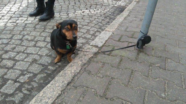 Szamotuły. Jeden z mieszkańców przywiązał błąkającego się po Rynku psa do słupa - uchronił w ten sposób zwierzę przed potrąceniem