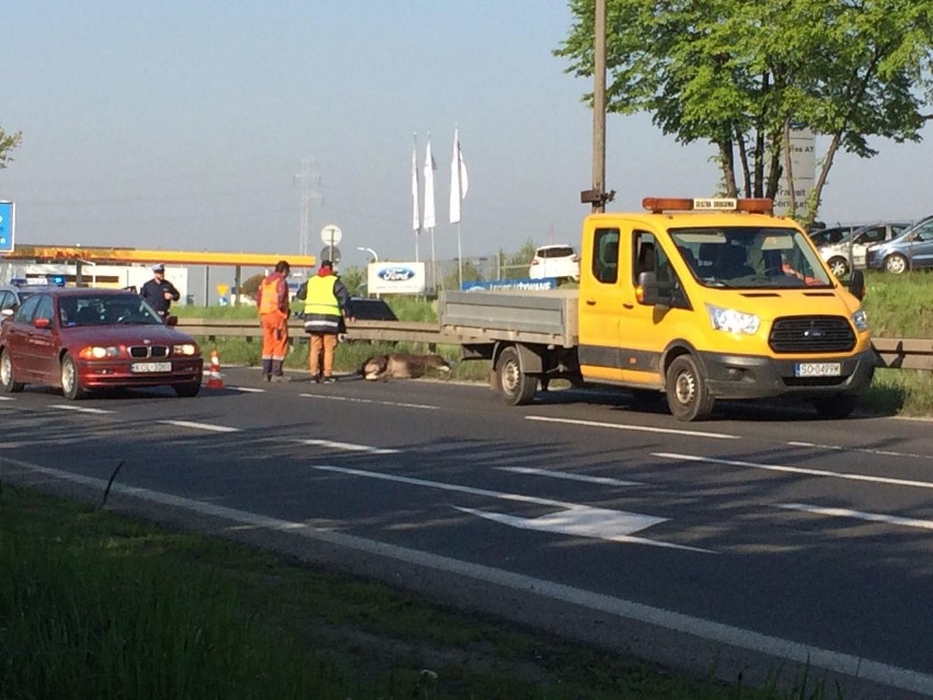 Łoś na DK 94 w Sosnowcu. Zwierzę zatarasowało drogę krajową i spowodowało korki [ZDJĘCIA]