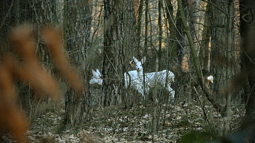 Białe jelenie na niedzielnym spacerze