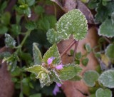 Ostrzeżenie meteorologiczne! W nocy przymrozki nawet do - 6 °C