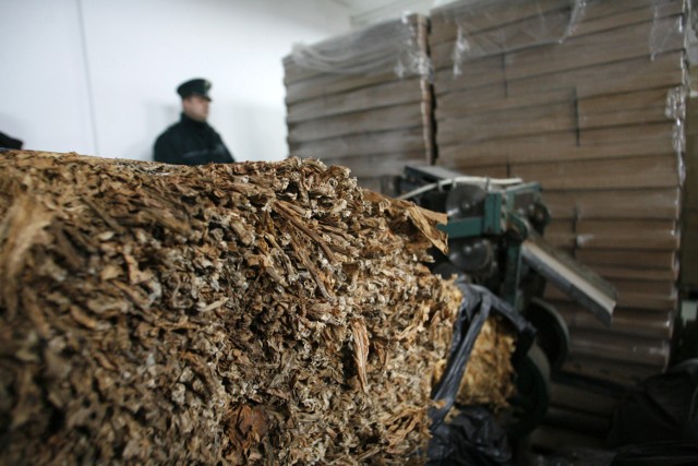 Ponad tona tytoniu bez akcyzy. Ścinawianin naraził Skarb Państwa na straty