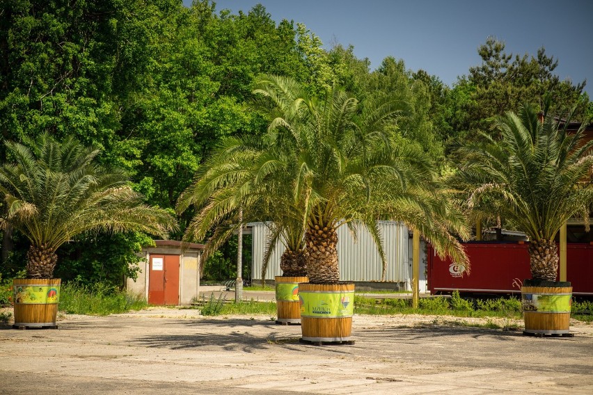 Palmy zamiast na rynku są na terenie oczyszczalni ścieków w Panewnikach. Transport roślin jest niemożliwy