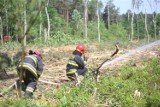 16-letni podpalacz z powiatu kłobuckiego zatrzymany. To przez niego płonęły lasy