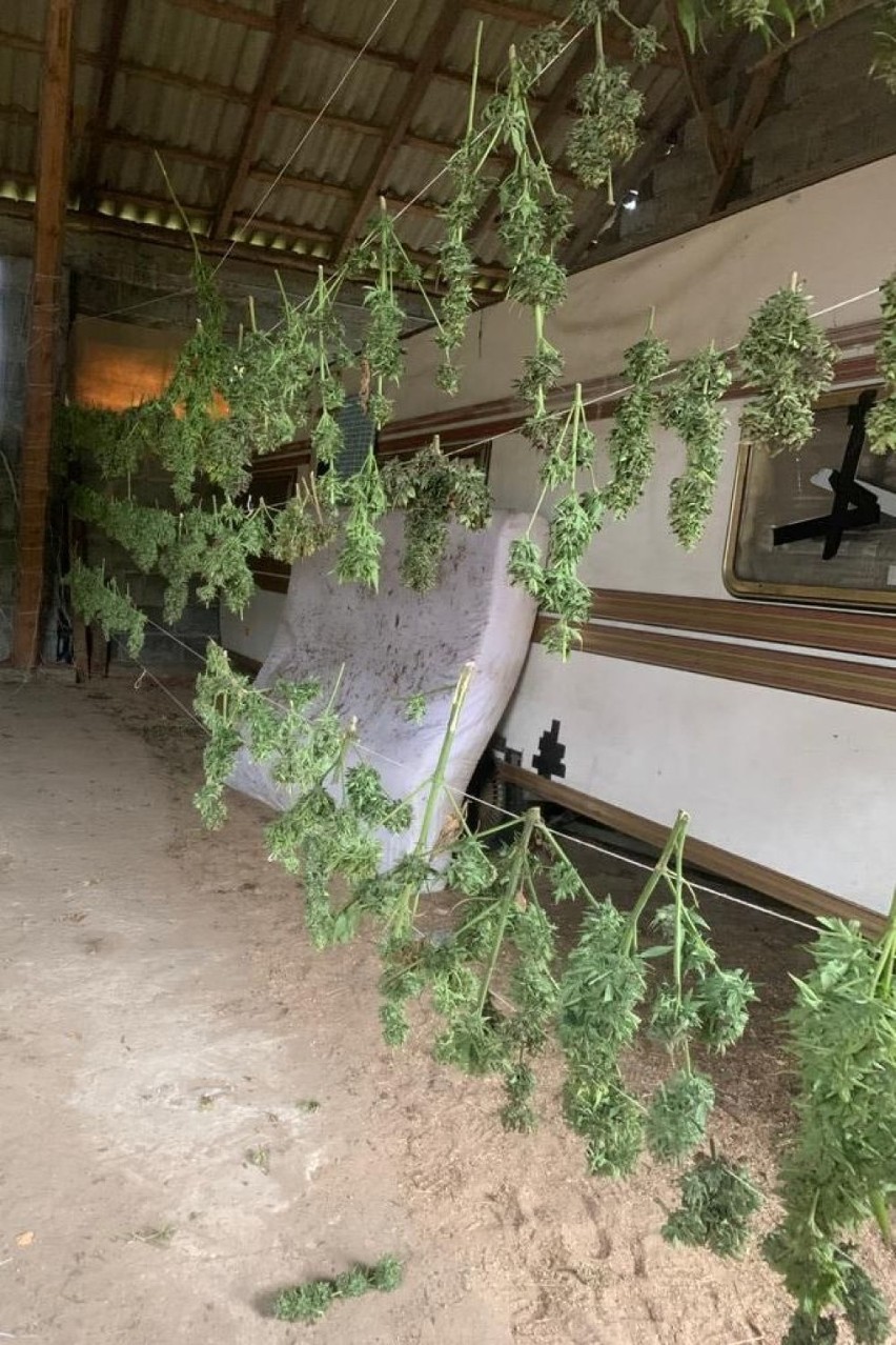W gminie Skępe policja wykryła pokaźną plantację marihuany....